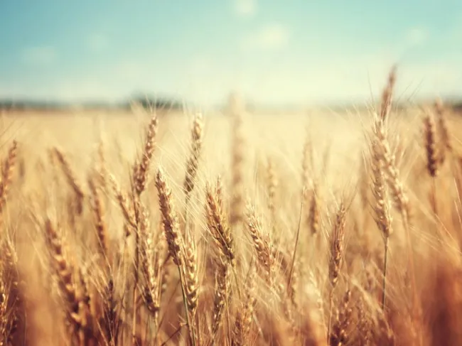 wheat